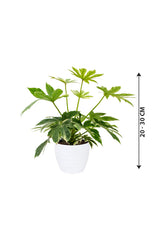 Fatsia Japonica 'Variegata '- Paper Plant