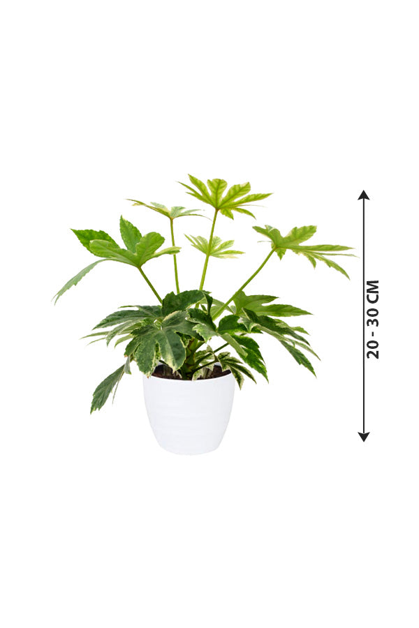 Fatsia Japonica 'Variegata'- Paper Plant