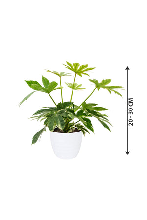 Fatsia Japonica 'Variegata'- Paper Plant - Plantsworld.ae