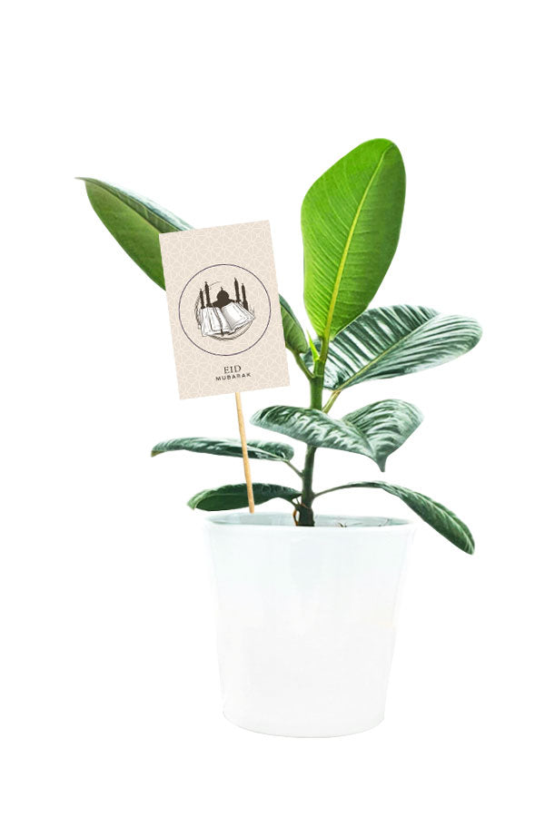 Eid Gift - Ficus Robusta -Indoor Plant