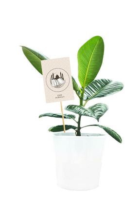 Customized Ficus Robusta indoor plant in elegant white pot