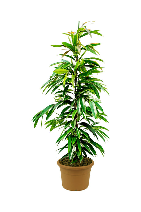 Ficus Amstel King - Ficus Alii Tree