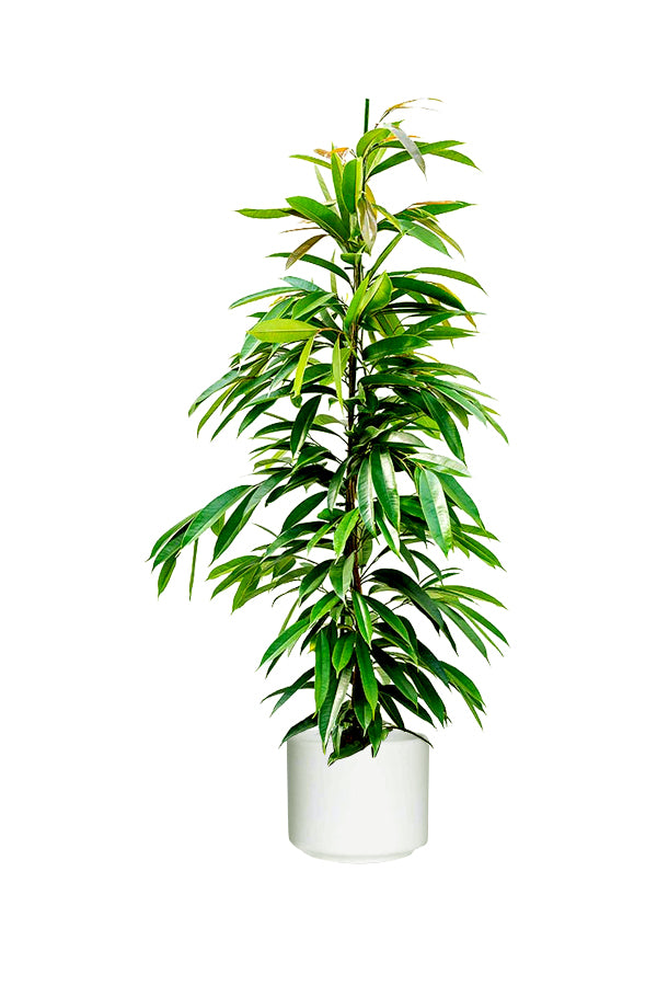  Ficus Amstel King - Ficus Alii Tree for Indoor Spaces  in white ceramic pot
