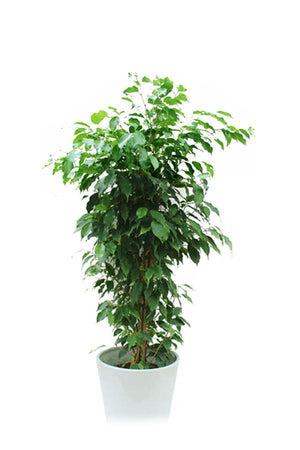 Ficus Benjamina - Weeping Fig Indoor Plant with Graceful Green Foliage