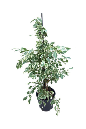 Dwarf Weeping Fig - Ficus Benjamina 'Green Kinky'