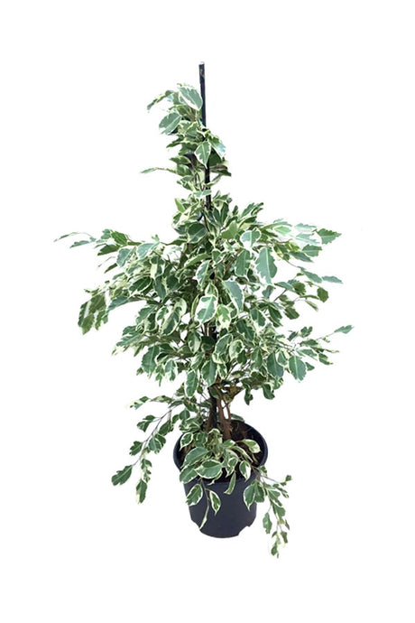 Ficus Benjamina Green Kinky – Zwerg-Trauerfeige