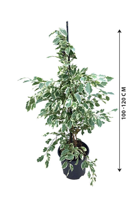 Ficus Benjamina Green Kinky - Dwarf Weeping Fig