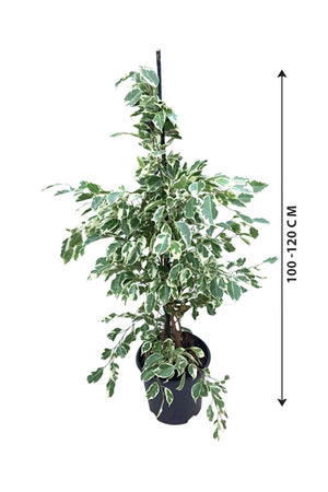 Dwarf Weeping Fig - Ficus Benjamina 'Green Kinky'
