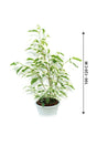 Dwarf Weeping Fig - Ficus Benjamina 'Green Kinky' - Plantsworld.ae
