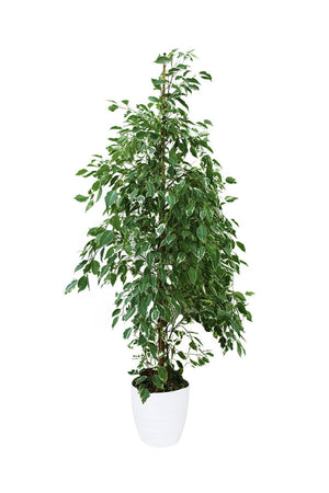 Ficus Benjamina Green Kinky - Compact Indoor Plant