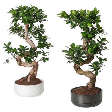 Ficus Bonsai- XL - Plantsworld.ae - {{ varient.name }}