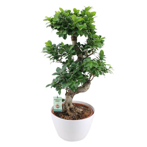 Ficus Bonsai XL - Large Indoor Bonsai Tree with Sculptural Design