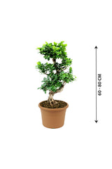 Ficus Bonsai -  XL