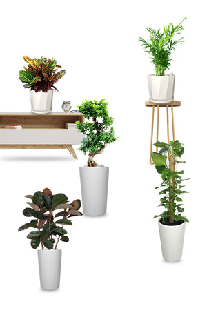 A mixed indoor plant combo arranged as a decorative office and home plant set