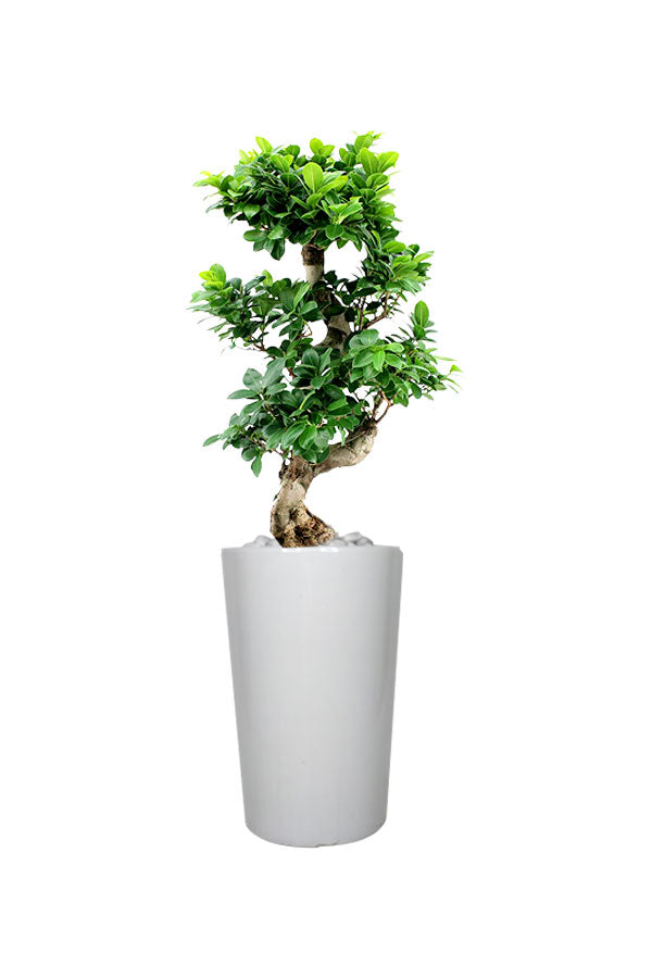 Ficus Bonsai – XL-Büro-Hochpflanze
