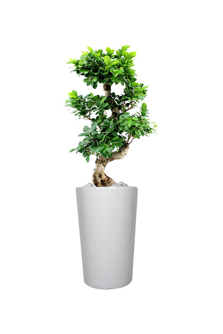 Diamond Office Plant Combo - Mixed Species - Plantsworld.ae