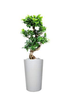 Silver Office Plant Combo - Mixed Species - Plantsworld.ae