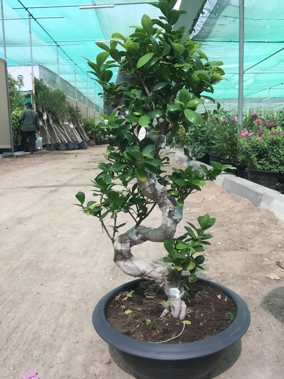 Ficus Bonsai- XL - Plantsworld.ae - {{ varient.name }}