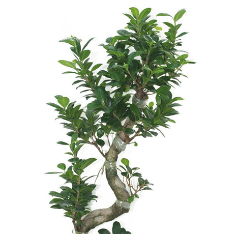 Ficus Bonsai XXL - Bonsai Trees - Plantsworld.ae - {{ varient.name }}