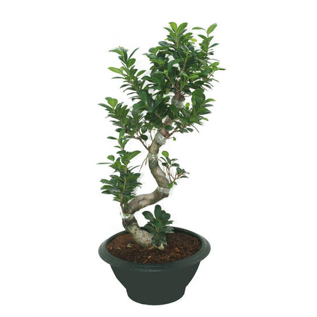 Ficus Bonsai XXL - Bonsai Trees - Plantsworld.ae - {{ varient.name }}