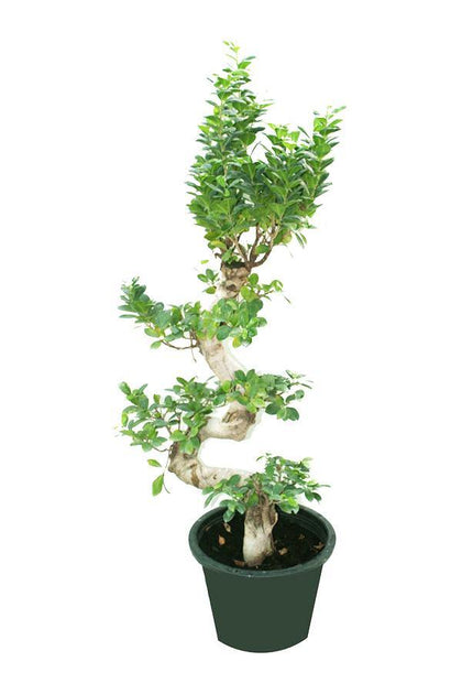 Ficus Bonsai XXL - Bonsai Trees - Plantsworld.ae - {{ varient.name }}