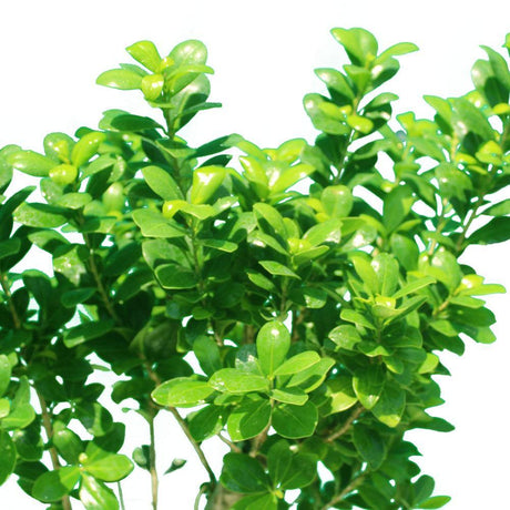 Ficus Bonsai XXL - Bonsai Trees - Plantsworld.ae - {{ varient.name }}