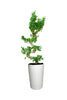 Ficus Bonsai XXL - Bonsai Trees - Office Tall Plant