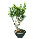 Ficus Bonsai XXL - Bonsai Trees - Plantsworld.ae - {{ varient.name }}