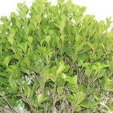 Ficus Panda-Ficus Retusa - Plantsworld.ae - {{ varient.name }}