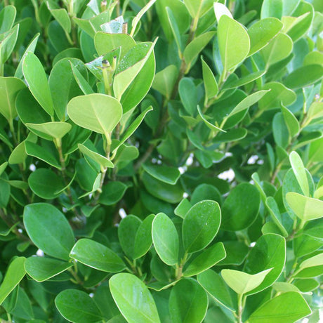 Ficus Panda-Ficus Retusa - Plantsworld.ae - {{ varient.name }}