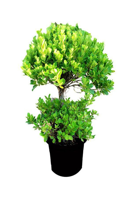 Ficus Panda 2 Head-Ficus Retusa - Plantsworld.ae - {{ varient.name }}