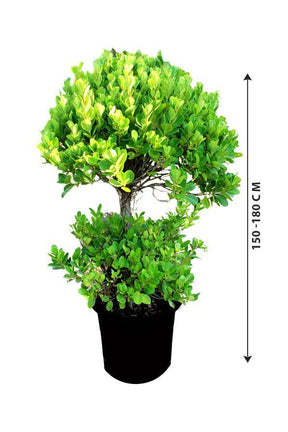 Ficus Panda 2 Head-Ficus Retusa - Plantsworld.ae - {{ varient.name }}