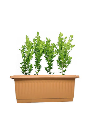 Ficus Panda (5 Nos) Arranged in a Rectangular Pot - Modern Indoor Decor
