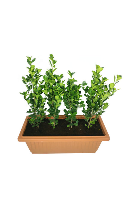 Ficus Panda(5 nos) In Rectangular Pot - Plantsworld.ae