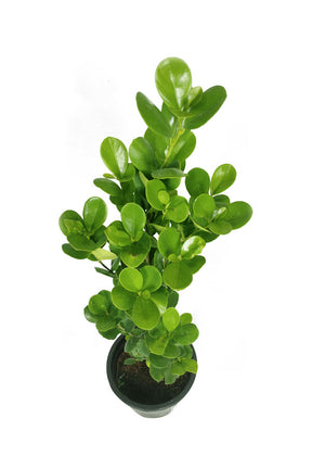 Ficus Panda Single Stump - Sculptural Indoor Plant for Stylish Interiors