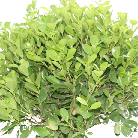 Ficus Panda Twisted - Ficus Panda Twisted - Plantsworld.ae