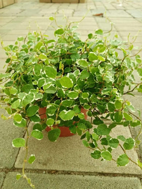 Ficus Pumila Creeping Fig Variegated – Lush Green Plant for Indoor and Outdoor Spaces.

