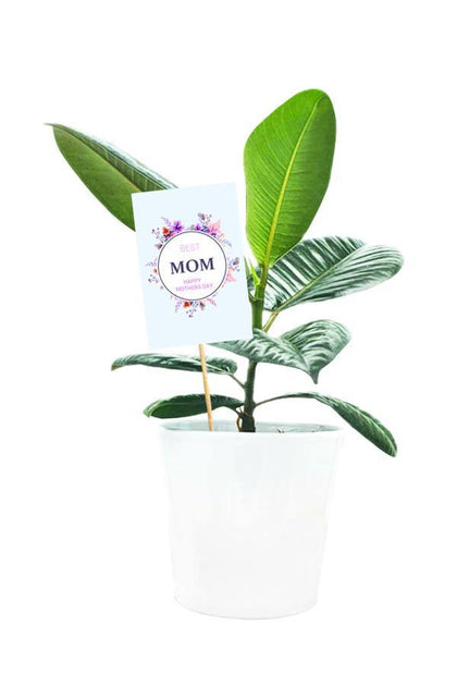 Ficus Robusta Plant potted in White Pot With Mother Day Greeting Quote  on Skewer.