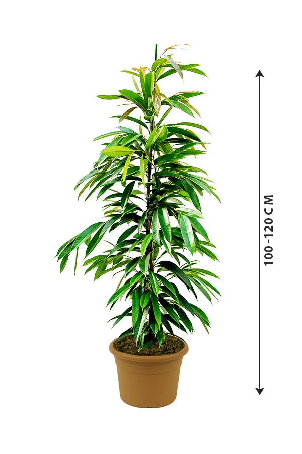 Ficus Amstel King - Ficus Alii Tree