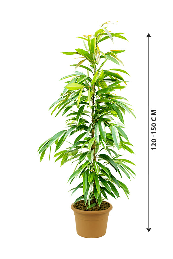 Ficus Amstel King - Ficus Alii Tree