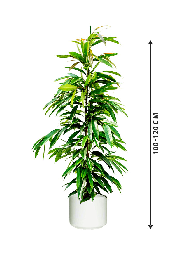 Ficus Amstel King - Ficus Alii Tree