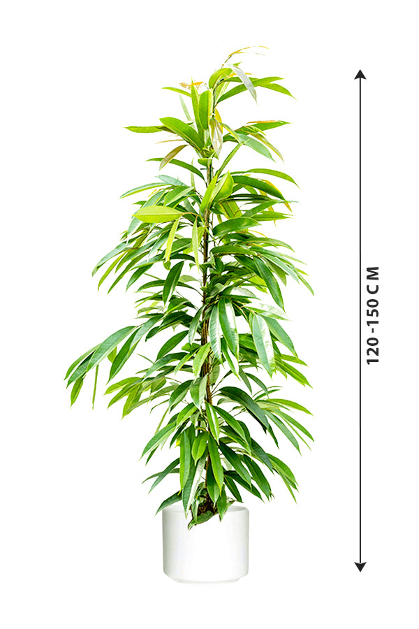 Ficus Amstel King - Ficus Alii Tree