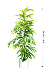 Ficus Amstel King - Ficus Alii Tree
