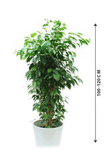 Ficus Benjamina - Weeping Fig - Plantsworld.ae - {{ varient.name }}