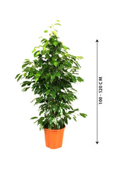 Ficus Benjamina-Weeping Fig - Indoor Plant