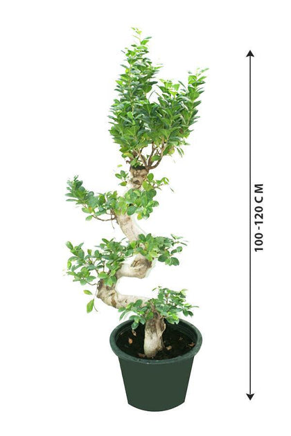 Ficus Bonsai XXL - Bonsai Trees - Plantsworld.ae - {{ varient.name }}