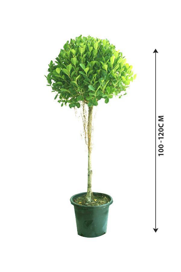 Ficus Panda-Ficus Retusa - Plantsworld.ae - {{ varient.name }}