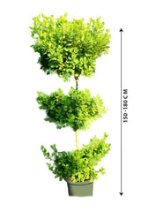 Ficus Panda 3 Head-Ficus Retusa - Plantsworld.ae - {{ varient.name }}