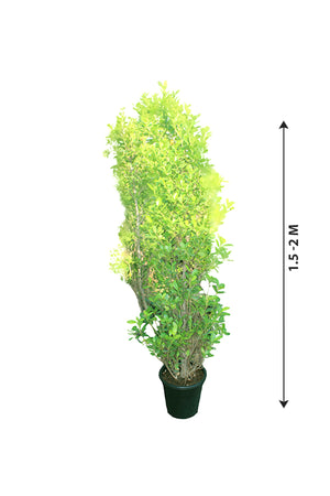 Ficus Panda - Ficus Retusa Cone Shape - Plantsworld.ae
