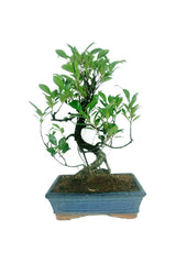 Ficus-Bonsai mit Keramiktopf – Bonsai-Bäume